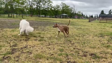 German shepherd attacks pitbull dog