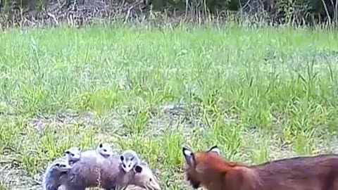 Mother Opossum stairs down a Bobcat