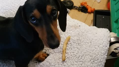 Peanut Pup playing with a French fry