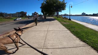 Belgian Malinois Oakland Lake Merritt