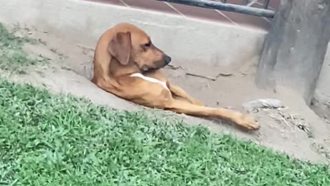 Dog Hangs Out In Dirt Hole