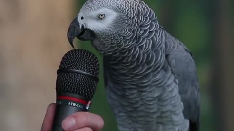 Parrot talk Funny with sounds and play