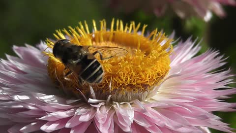 lonely bee