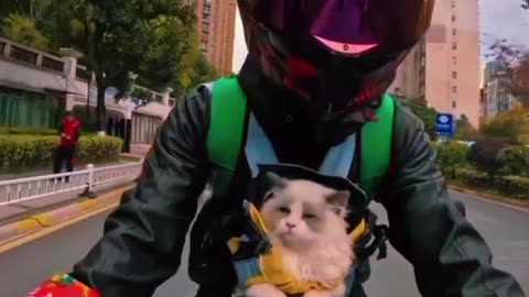 How to take your favorite cat on a bike