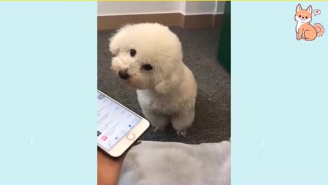 Funny confused dog