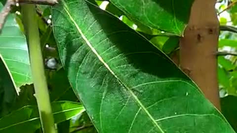 Tiny insect hidden among the mango leaves!