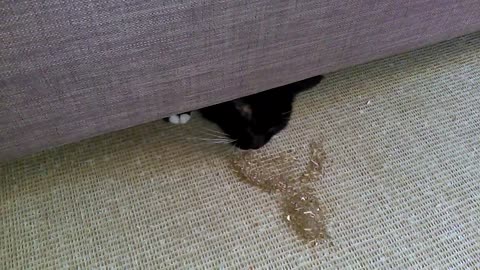 Sneaky Hiding Cat Will Only Come Out For Catnip.