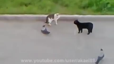 Epic catfights 😳😳😳 (the trail is the best) 😂😂😂😂