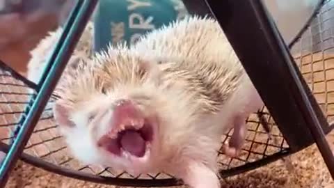 The yawn of this little Hedgehog