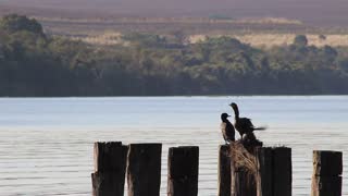 Black Serving ducks On shore sunset