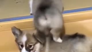 Cute Dogs being so silly