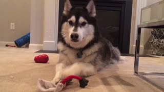 Husky throws fit when owner doesn't play with him