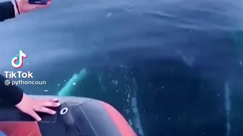 Whale sounds