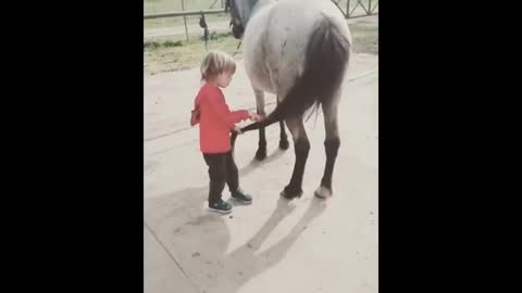 Cute And funny horse Videos Compilation cute moment and Soo Cute!