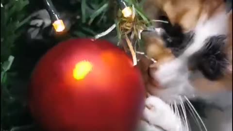 Cute cat celebrates Christmas in its own way