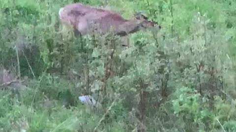 Deer’s enjoying a meal