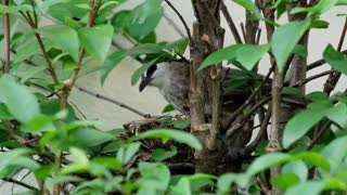 what are you doing with this bird, why is it hiding, what's its name?