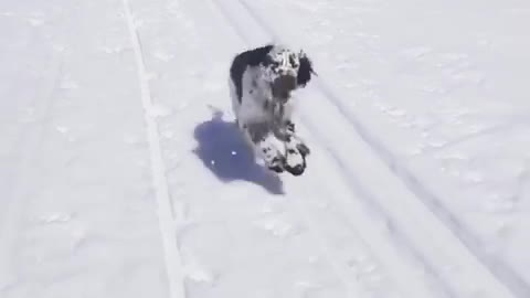 Black white dog running slow motion after camera car