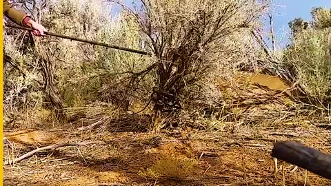 Man Freeing A Trapped Cougar