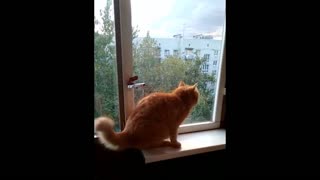 Fascinated Cat Chirps At Birds Behind Glass