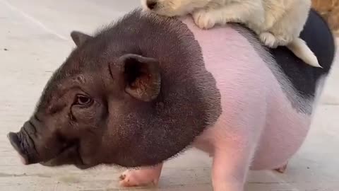 Very kindly pig with lovely dog