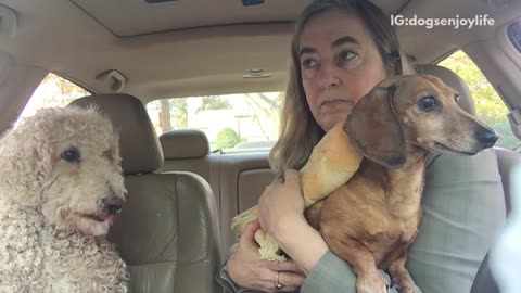 Wiener dog wrapped around in buns sitting in car with owner next to white dog