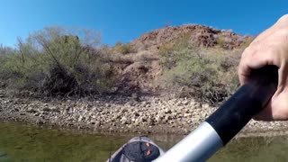 I caught an Owl while kayak Fishing!