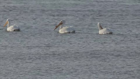 American White Pelicans floating on the Missouri River