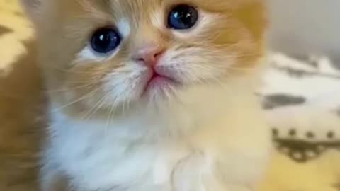 Funny Little cats cute #Short