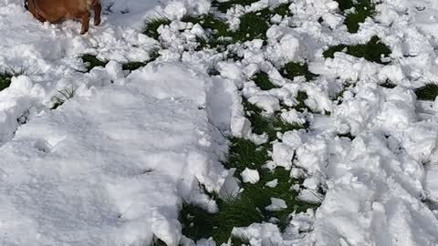 Dog sees snowman for the first time