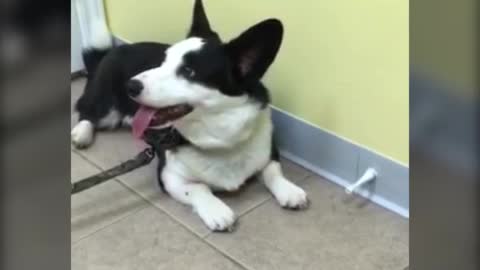Cachorro enloquece con una traba para puerta en la veterinaria