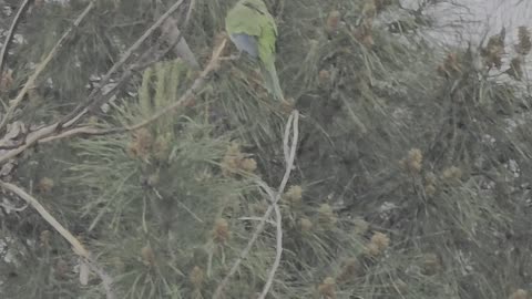 Quaker Parrots in Queen Creek, AZ