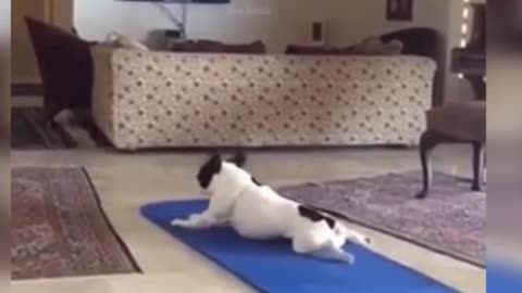 Funny French Bull Dog Exercising on Yoga Mat