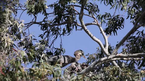 Great Blue Heron Nest