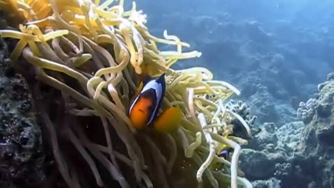 Clownfish And Sea Anemones, Red Sea