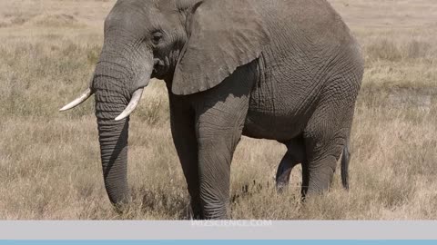 African Bush Elephant - Video Learning