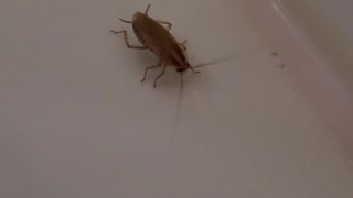 Crawling insect in the bathroom