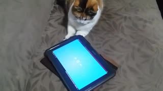 A cat sees a tablet ... What feels and how it reacts