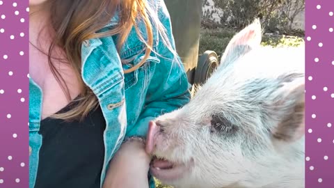 Tiniest Piglet Found Running On The Freeway | The Dodo Little But Fierce