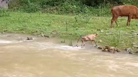 Cow little baby crossing a big river 😮😮