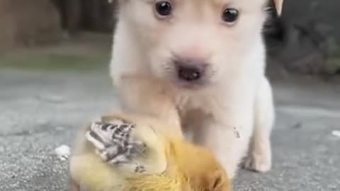 Cute dog