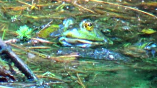 Bullfrog