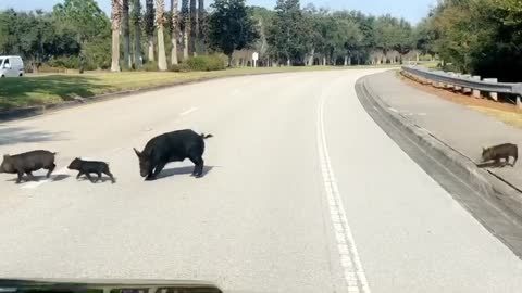 Why Did the Pigs Cross the Road?