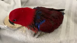 Meet Lucy Our Eclectus Parrot