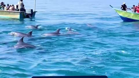 Dolphins