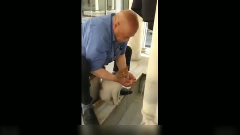 Man feeding kitten water by taking it in his hands | Cutie Cats