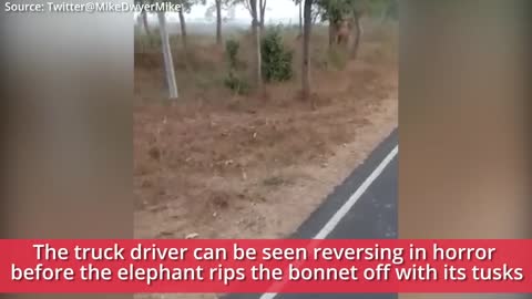 Viral video: Angry elephant chases lorry, rips off bonnet in Karnataka