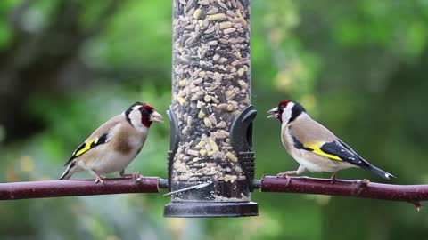 Goldfinches Song Birds Birds relax Nature