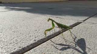 Mantis Walks Down Spanish Street