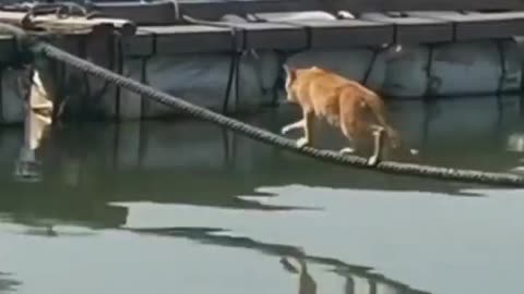 dog scares cat doing tight rope.